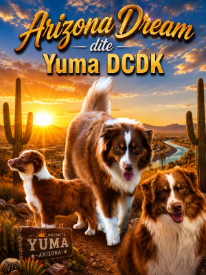 Étalon Berger Australien - Arizona dream dite yuma du chemin des korrigans