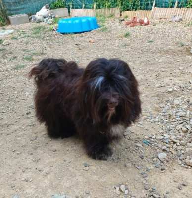 Étalon Bichon Havanais - Alexeï red guardian La Forge aux sept flammes