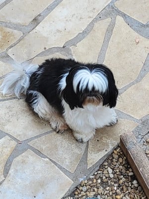 Étalon Shih Tzu - Uliana De hillsbury