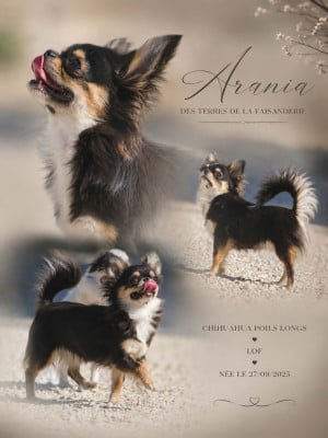 Étalon Chihuahua - ARANIA EXUMAI  des Terres de la Faisanderie
