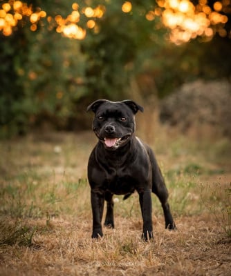 Étalon Staffordshire Bull Terrier - CH. Annunaki of the storm Du Domaine Des Juraires