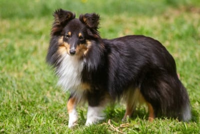 Étalon Shetland Sheepdog - Atomique azel De L'Austra-Shet