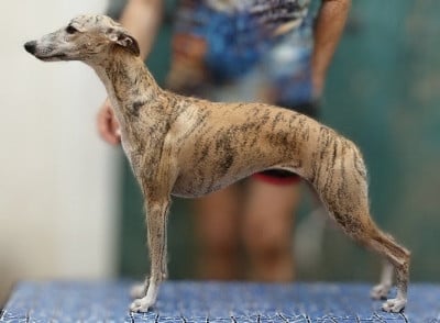 Étalon Whippet - Ava gardner De Lev'horse