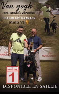 Étalon Rottweiler - Van gogh Vom Owane's Paradise