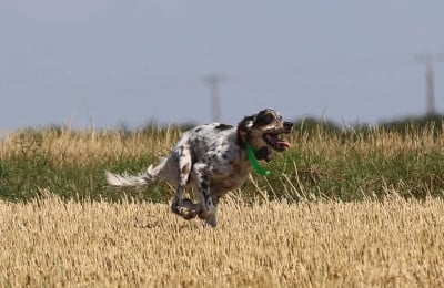 Étalon Setter Anglais - TR. Sisko Des Bords De Cisse
