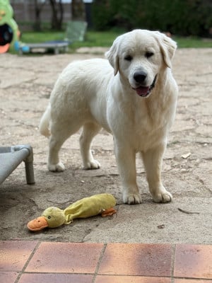 Étalon Golden Retriever - Avalanche d'amour Des Terres d'Amara}