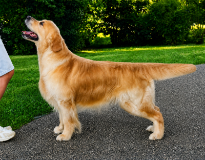 Étalon Golden Retriever - olvinglay Hogwarts mystery