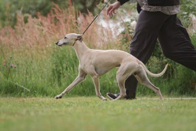 Étalon Whippet - Asting Du Chene Des Morinieres