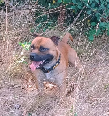 Étalon Staffordshire Bull Terrier - ACE  nes pour être des anges}