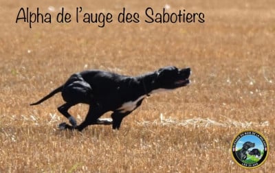 Étalon Pointer - Alpha De L'auge Des Sabotiers