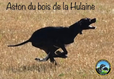 Étalon Pointer - Aston du bois de la Hulaine