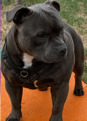 Étalon Staffordshire Bull Terrier - Akhenaton du domaine des Alunts