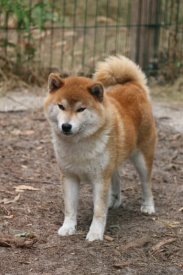 Étalon Shiba - Rexxar Go Sakura Kensha