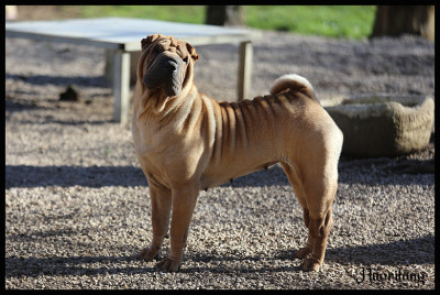 Étalon Shar Pei - Vous n'avez encore rien vu du Nuorilang