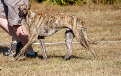 Étalon Whippet - CH. Pipiou swiss of the Moon