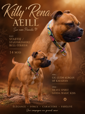 Étalon Staffordshire Bull Terrier - Killy'rena Aeill