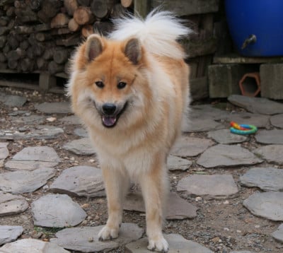 Étalon Eurasier - Alchimie Des Légendes De La Louve Arc-en-ciel