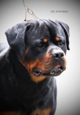 Étalon Rottweiler - Vador Von Der Vangfuller}