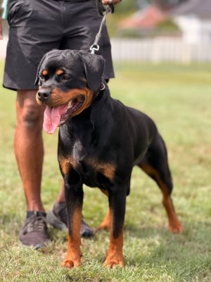 Étalon Rottweiler - Annabella Von Der Vangfuller