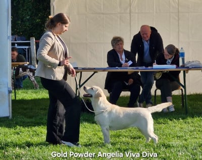 Étalon Labrador Retriever - Gold powder Angelia viva diva