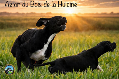 Étalon Pointer - Aston du bois de la Hulaine