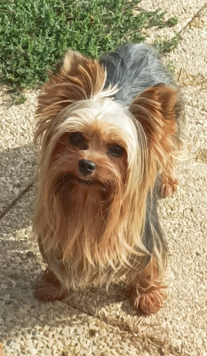 Étalon Yorkshire Terrier - Ulk de la tour de la marquetterie