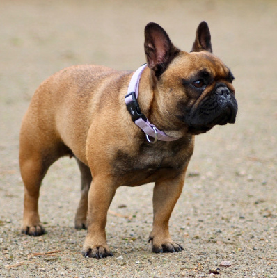 Étalon Bouledogue français - Umi kaona de la Croix d'Atal