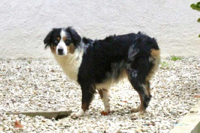 Étalon Berger Américain Miniature - Tess Du Domaine Des Belles Aubois