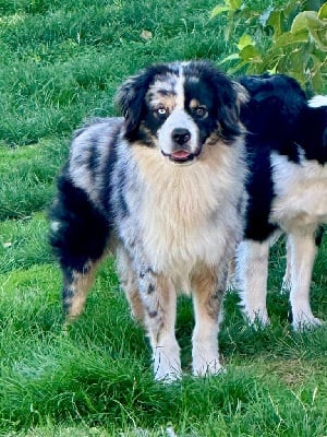 Étalon Berger Américain Miniature - alta Snow nordic