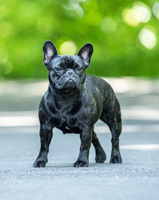 Étalon Bouledogue français - Rock'n Love Veni vidi vici