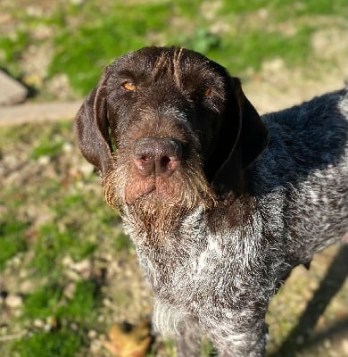 Étalon Chien d'arrêt allemand à poil dur - Rava du Marais de Saintonge