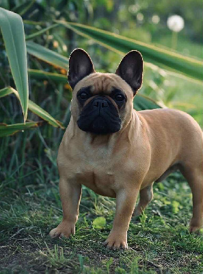 Étalon Bouledogue français - Traviata verdi du Chevalier Gascon