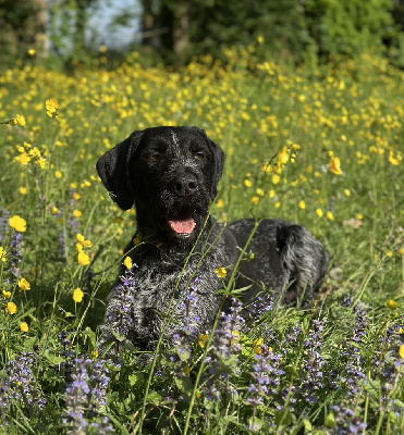 Étalon Chien d'arrêt allemand à poil dur - Saphir Des Douves Du Chateau