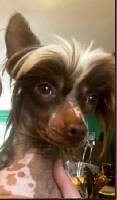 Étalon Chien chinois à crête - ovatii A'casper