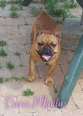 Étalon Bouledogue français - Vayatrominilus de Crocs Minilus