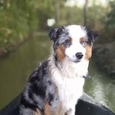 Étalon Berger Américain Miniature - Tumpy des Joyaux Des Ki Millacs