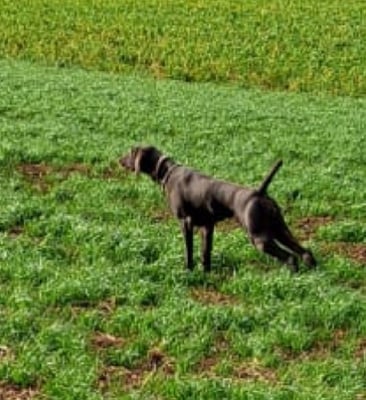 Étalon Braque allemand à poil court - Pradellinensis Moka
