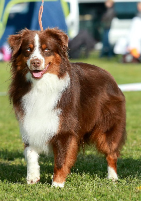 Étalon Berger Américain Miniature - Seiko des Joyaux Des Ki Millacs