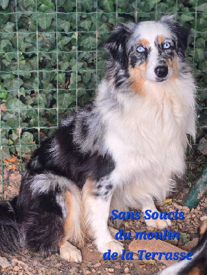 Étalon Berger Américain Miniature - Sans souci du Moulin de la Terrasse