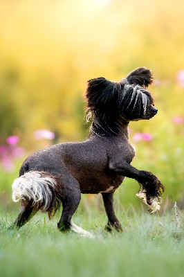 Étalon Chien chinois à crête - Umbrella De L'Eden Angel