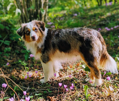 Étalon Berger Américain Miniature - U'sakura Du Clos Des Fées Neoloo