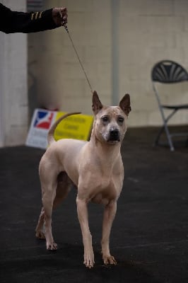Étalon Chien thaïlandais à crête dorsale - CH. mah thai lung ahn Fah aang