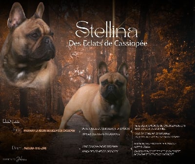 Stellina Des éclats De Cassiopée