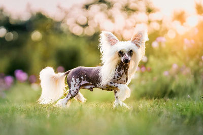 Étalon Chien chinois à crête - Ulsan De L'Eden Angel