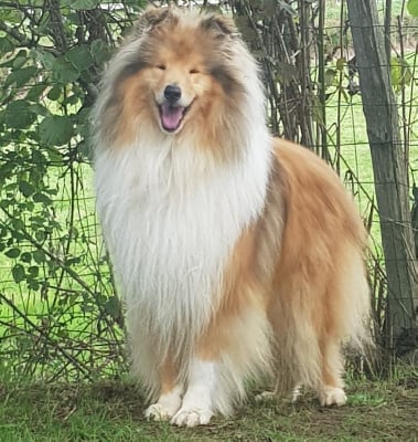 Étalon Colley à poil long - CH. Un'si soit je of River Tweed