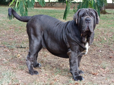 Étalon Mâtin Napolitain - Vésuvia des marais aux sortileges