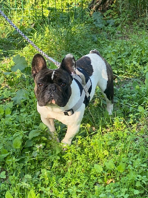 Étalon Bouledogue français - Uleon Des Trésors De Provence