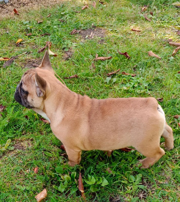 Étalon Bouledogue français - Anna karénine du clos des Obiers