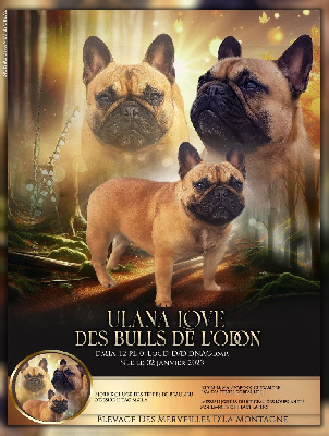 Étalon Bouledogue français - Ulana love Des Bulls De L'Odon