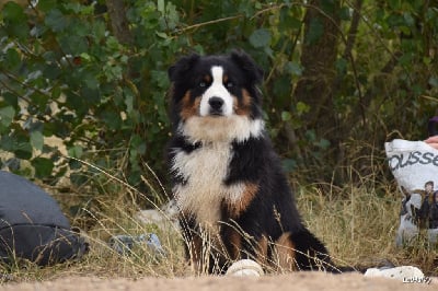 Étalon Berger Américain Miniature - Ullyssia du Domaine de Milk